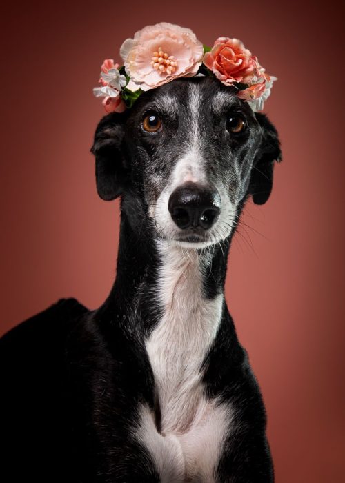 Petsandphoto_Ruben_Mejias_Ringo_y_Chico_0016
