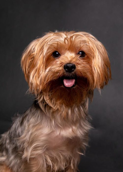 Petsandphoto_Ruben_Mejias_Terry_Coco_0008