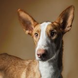 Testimonio_Avatar_01C_Tita_Petsandphoto