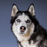Testimonio_Avatar_02_MAX_Petsandphoto