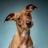 Testimonio_Avatar_04_COCO_Petsandphoto