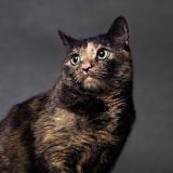 Testimonio_Avatar_06_DAFNE_Petsandphoto